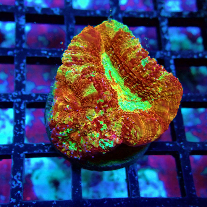 Acan Bower Ultra Frag