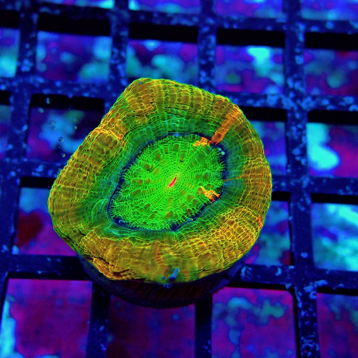 Acan Bower Ultra Frag