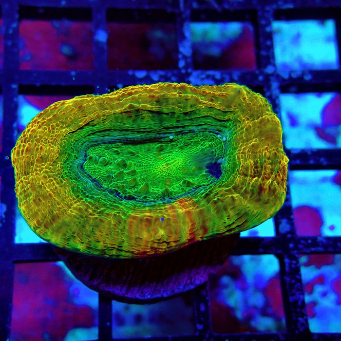 Acan Bower Ultra Frag