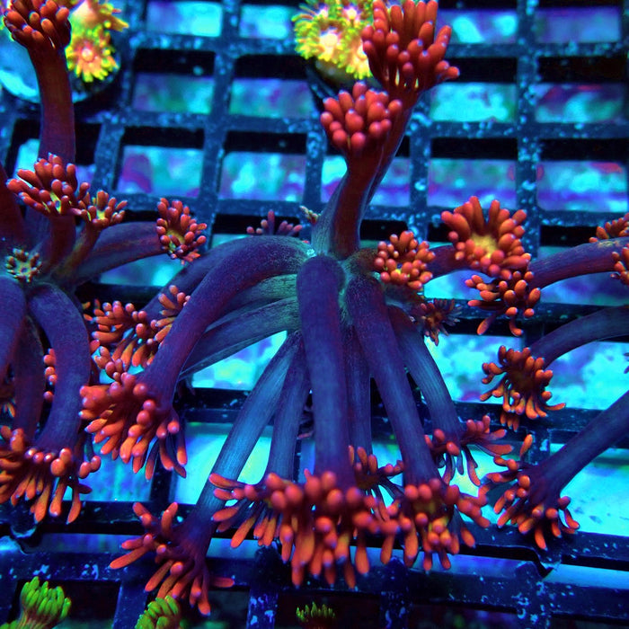 Tricolor Black Flower Goniopora Frag (Long Polyps)