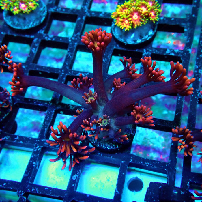 Tricolor Black Flower Goniopora Frag (Long Polyps)