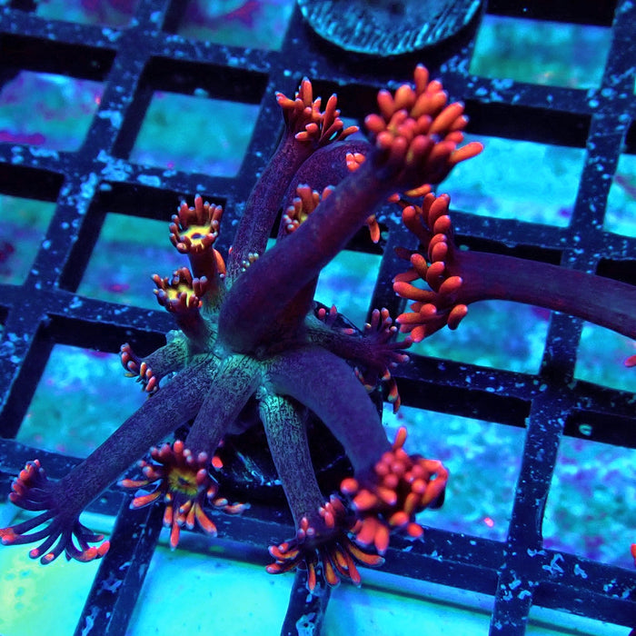 Tricolor Black Flower Goniopora Frag (Long Polyps)