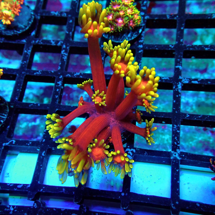 Super Red-Yellow Goniopora Frag