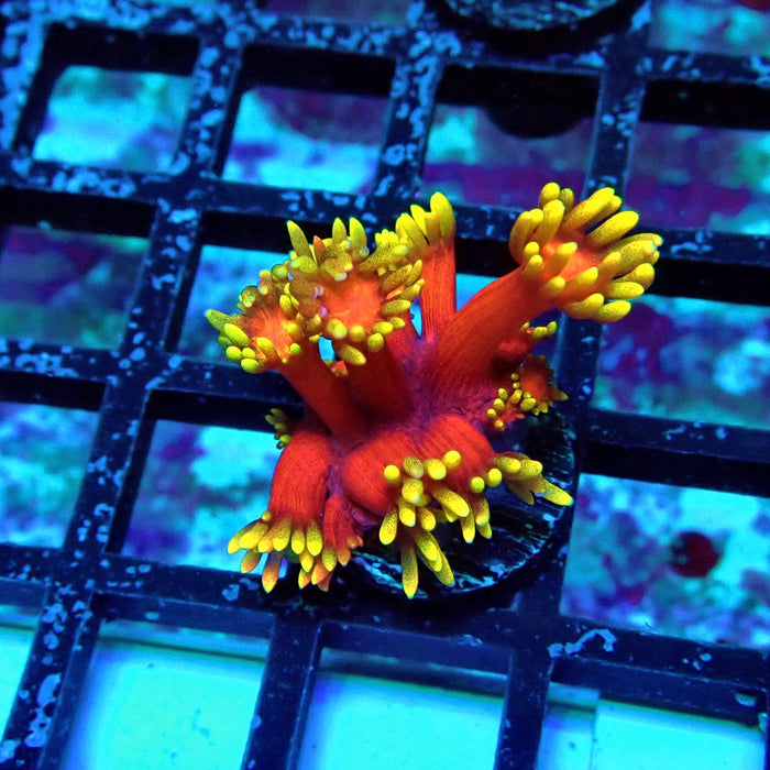 Super Red-Yellow Goniopora Frag