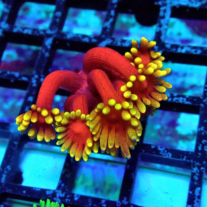 Super Red-Yellow Goniopora Frag