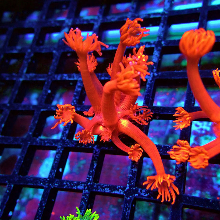 Ultra Red Goniopora Frag (Long Polyp)