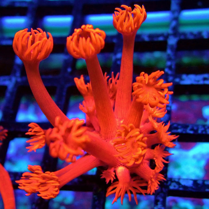 Ultra Red Goniopora Frag (Long Polyp)