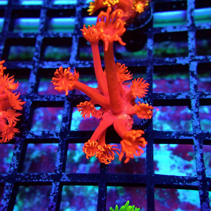 Ultra Red Goniopora Frag (Long Polyp)