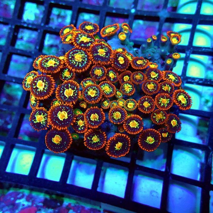 Ultra Zoas Colony