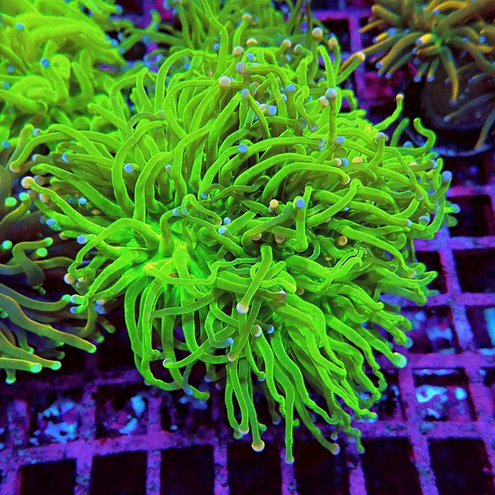 Euphyllia Cotton Candy