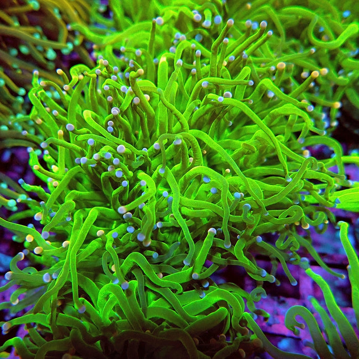 Euphyllia Cotton Candy