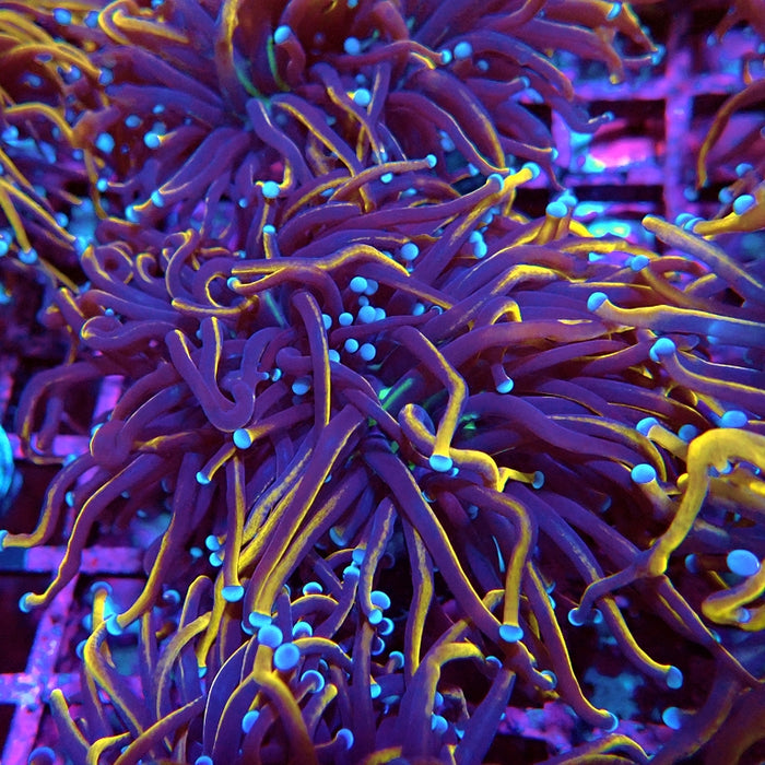 Euphyllia Black Tiger Torch