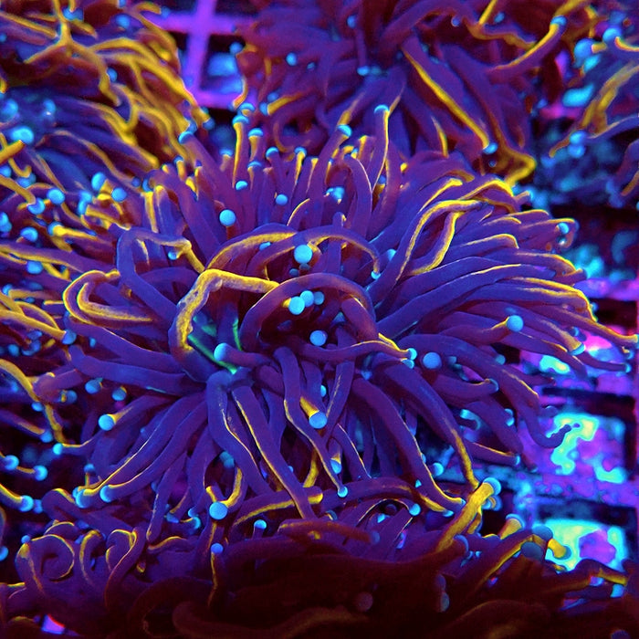 Euphyllia Black Tiger Torch