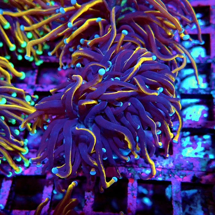 Euphyllia Black Tiger Torch