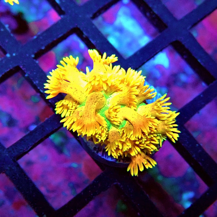 Goniopora Premium Orange