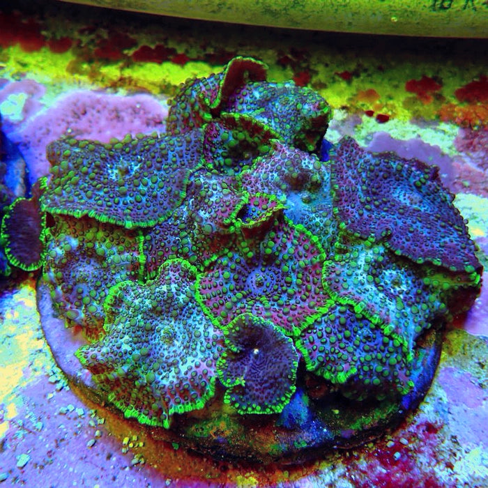 Lava Lamp Discosoma Mushroom Colony