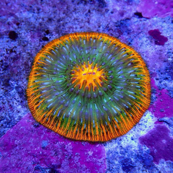 Plate Coral Fungia