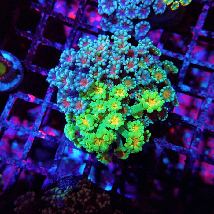 Alveopora Mix Premium