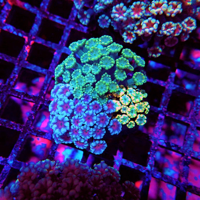 Alveopora Mix Premium