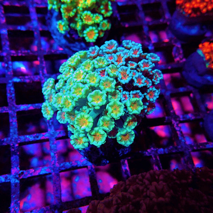 Alveopora Mix Premium