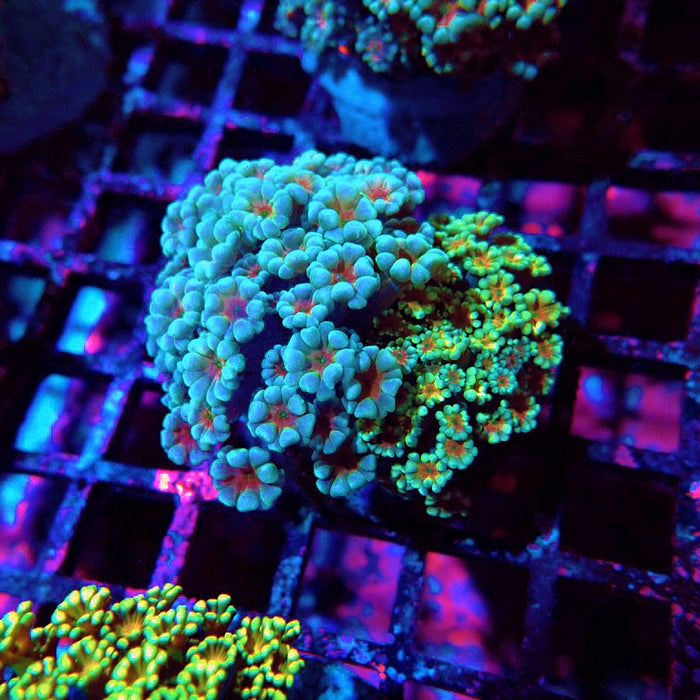 Alveopora Mix Premium