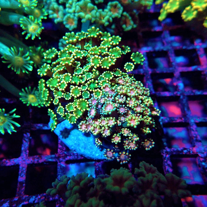 Alveopora Mix Premium