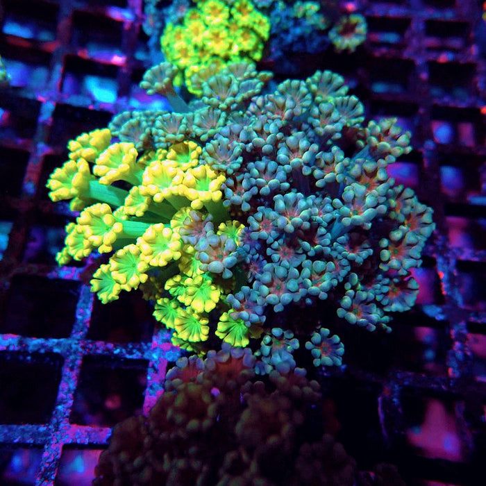 Alveopora Mix Premium