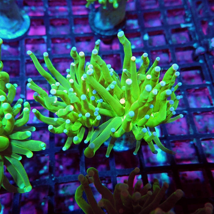 Bright Green Torch Euphyllia