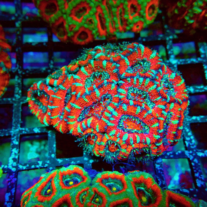 Acan Lord Coral Colony