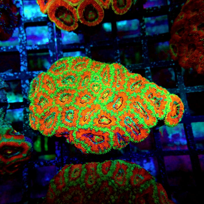 Acan Lord Coral Colony