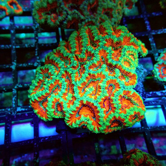 Acan Lord Coral Colony