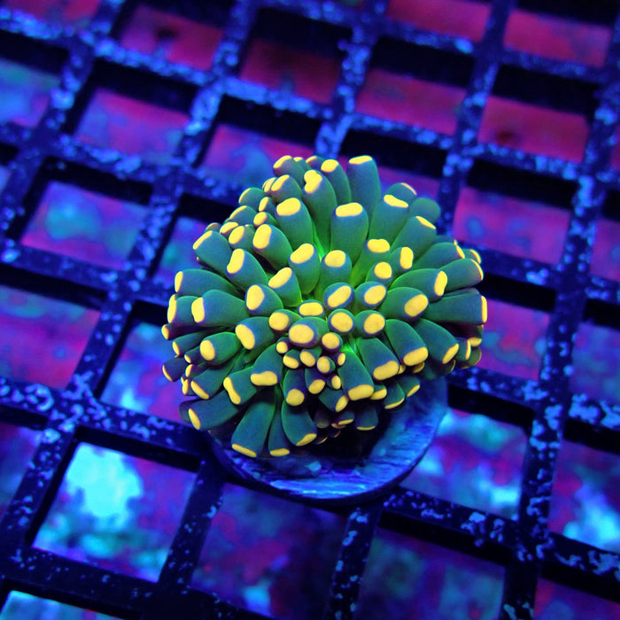 Alien Eye Cristata Torch Premium