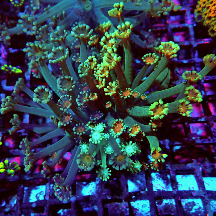 Alveopora Mix Colony