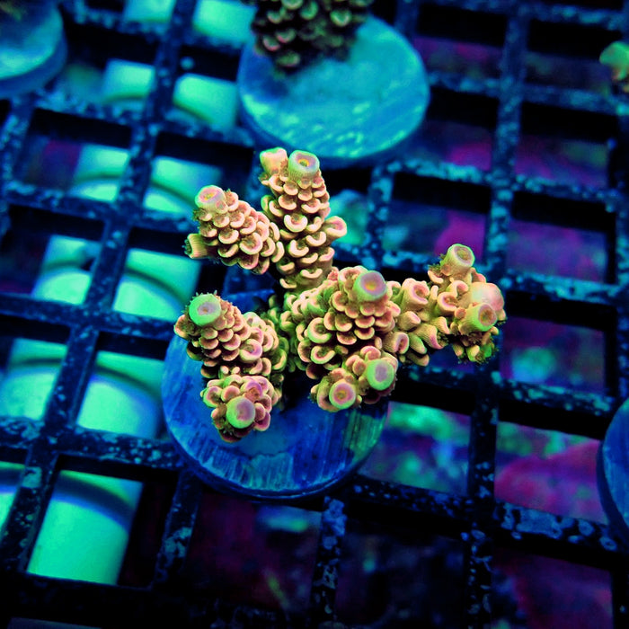 Crazy Bright Tenuis Acro