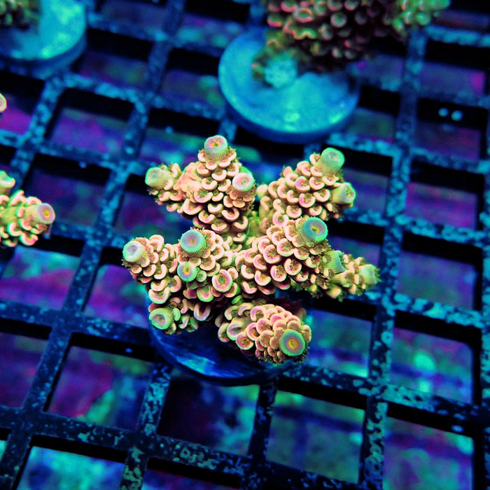 Crazy Bright Tenuis Acro