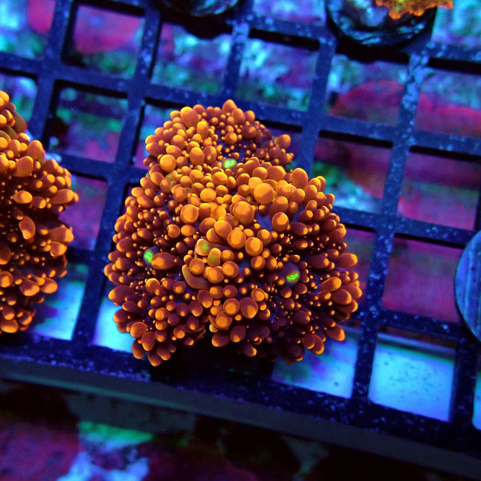 Fiery Ricordea Yuma Mushroom