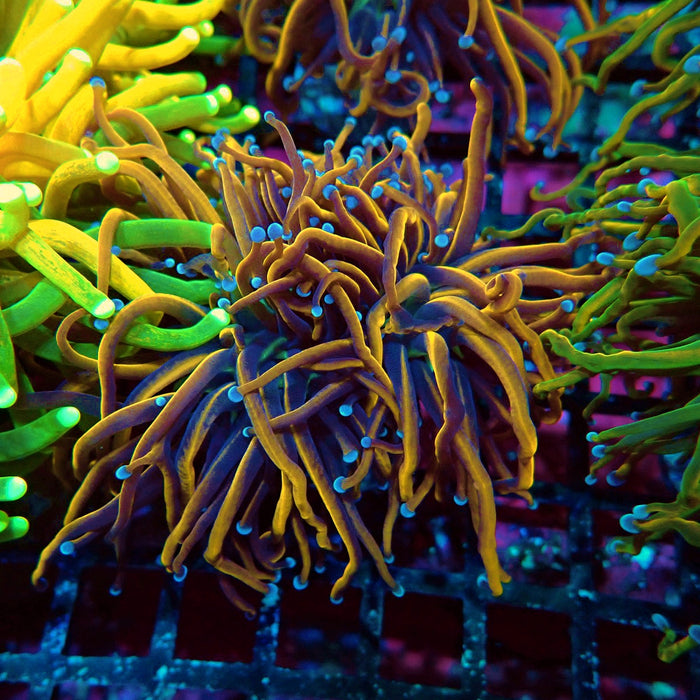 Black Tiger Blue Tips Torch