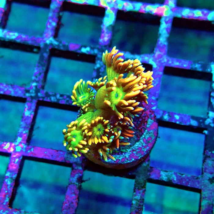 Goniopora Unique Ultra RAR