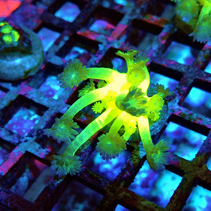 Super Ultra Glitter Goniopora