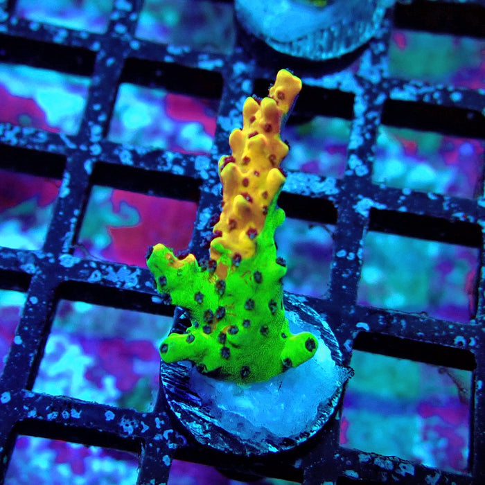 Pink Cadillac Acro Frag