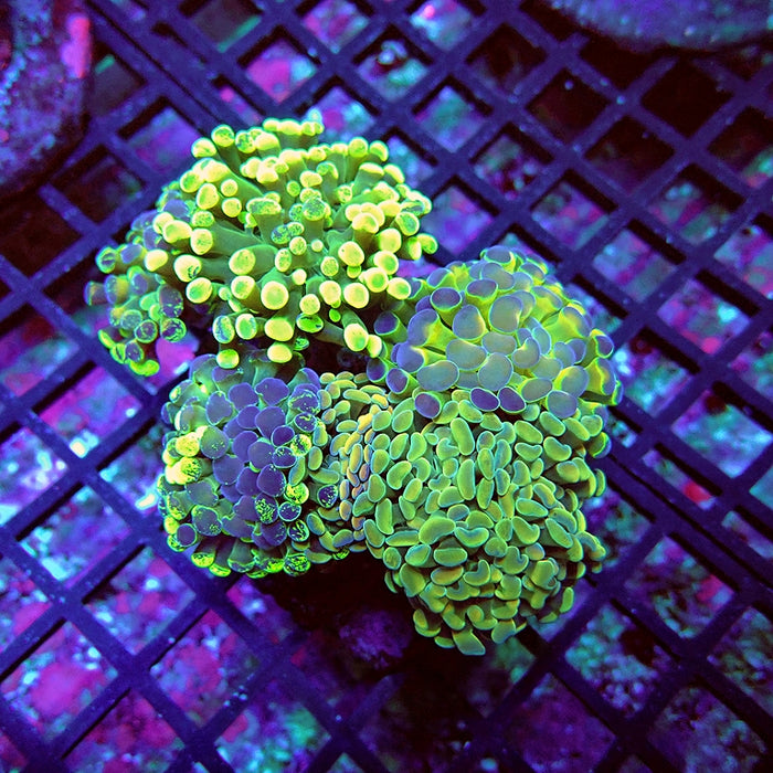 Euphyllia Super Mix Branch Hammer