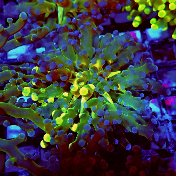 Euphyllia Grafted Super Contrast Frogspawn Branch