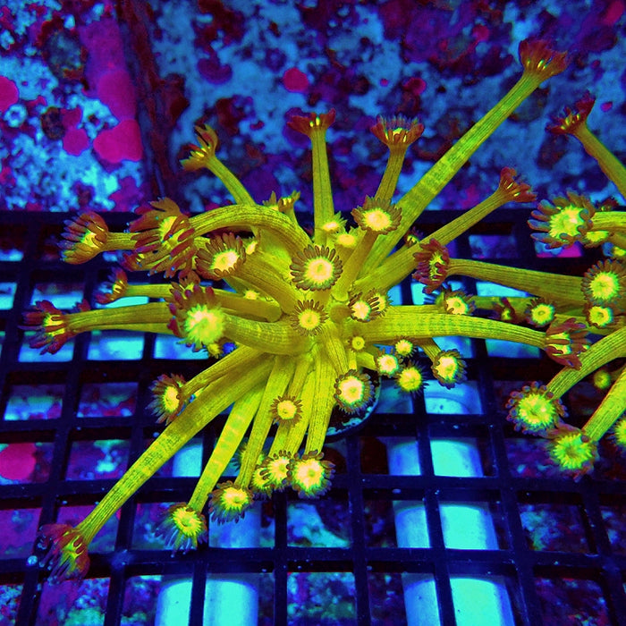 Goniopora Yellow Super Ultra Long Polyps