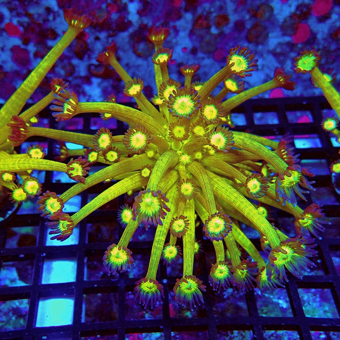 Goniopora Yellow Super Ultra Long Polyps