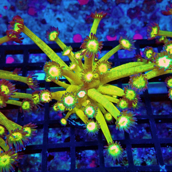 Goniopora Yellow Super Ultra Long Polyps