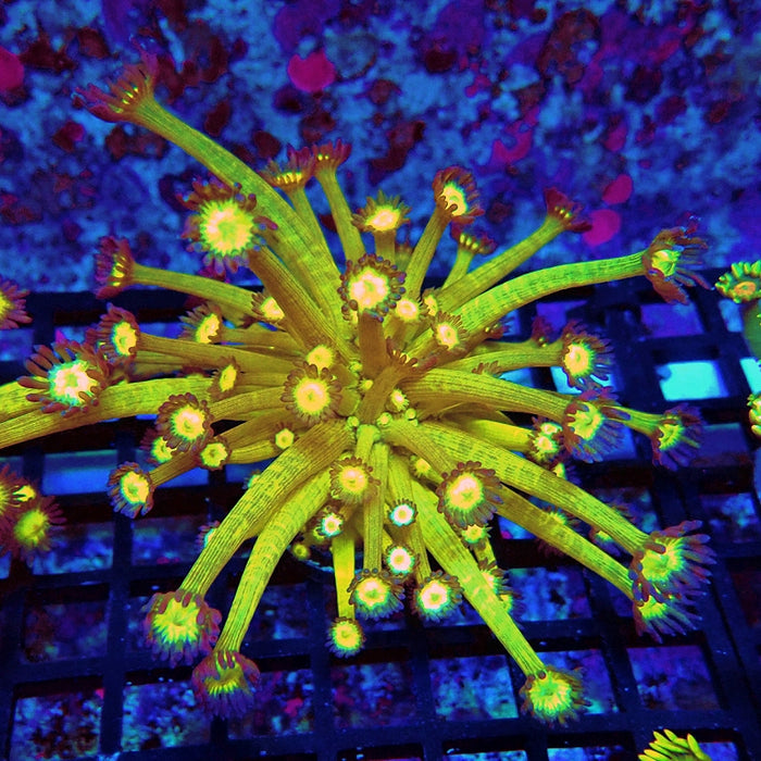 Goniopora Yellow Super Ultra Long Polyps