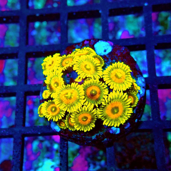 Super Sunflower Zoas
