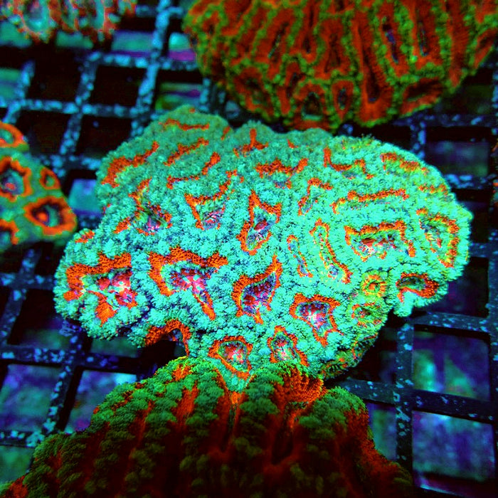 Acan Lord Coral Colony
