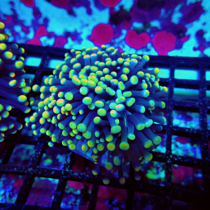 Euphyllia Purple Yellow Tips Torch Premium