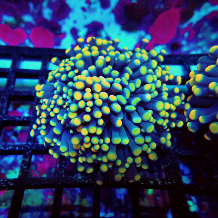 Euphyllia Purple Yellow Tips Torch Premium